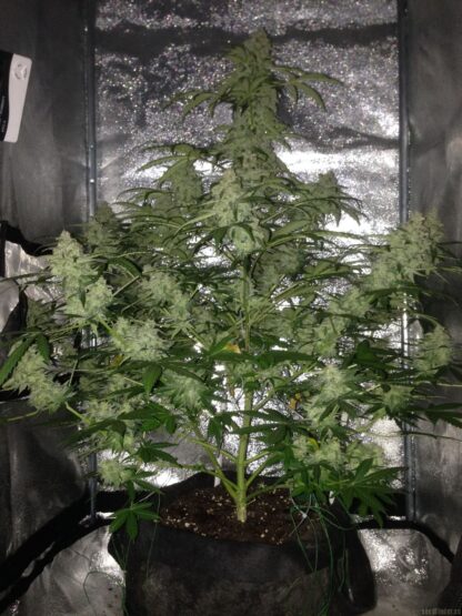 Amnesia Haze XXL Auto, 5 semi - immagine 2