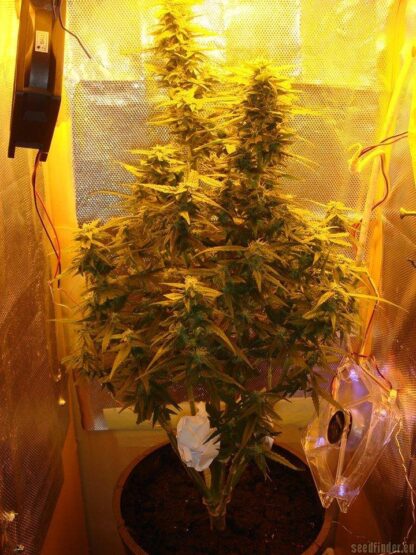 Amnesia Haze XXL Auto, 5 semi - immagine 3