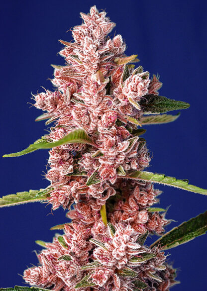 Tropicanna Poison F1 Fast Version® Sweet Seeds 3 +1 seme OMAGGIO