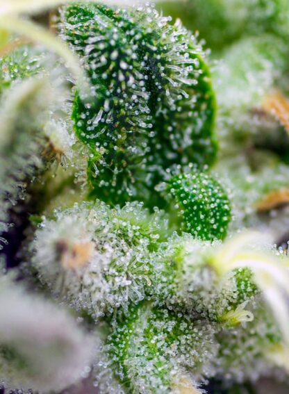 Gorilla Girl® XL auto, Sweet Seeds - immagine 3
