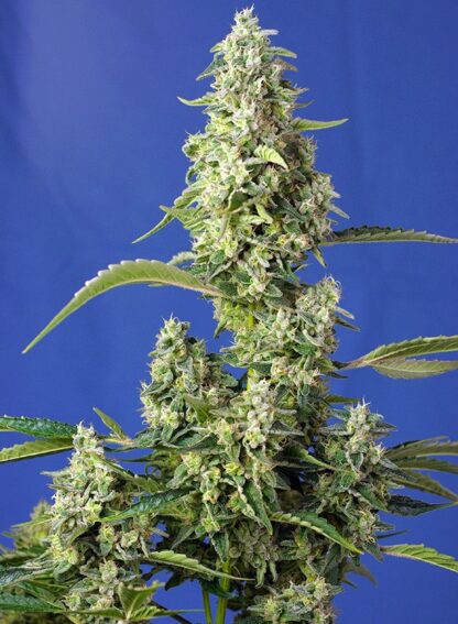 Gorilla Girl® XL auto, Sweet Seeds - immagine 2