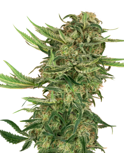 N13 Kush by Sensi Seeds, 5 semi