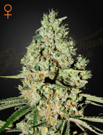 Super Critical by Green House, 5 semi
