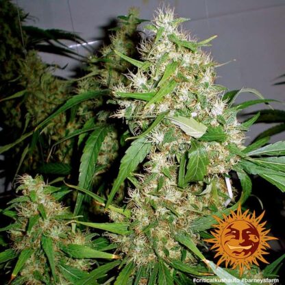 CRITICAL KUSH AUTO™ Barney's farm, 3 semi - immagine 5