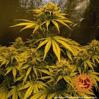 CRITICAL KUSH AUTO™ Barney's farm, 3 semi - immagine 3