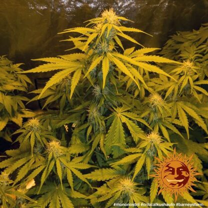 CRITICAL KUSH AUTO™ Barney's farm, 3 semi - immagine 4