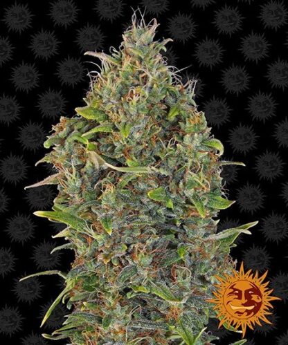 CRITICAL KUSH AUTO™ Barney's farm, 3 semi