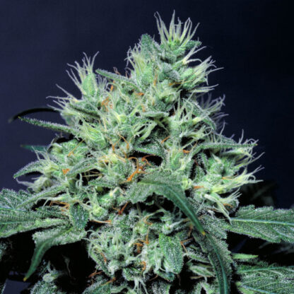 Dutch Dragon by Paradise Seeds, 3 semi - immagine 5