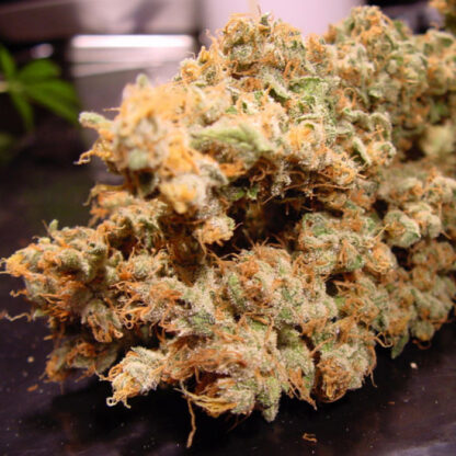 Dutch Dragon by Paradise Seeds, 3 semi - immagine 4