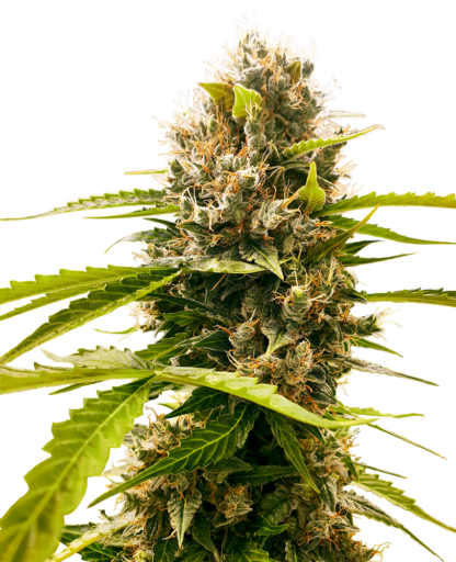 semi di Mandarine Punch Auto, Sensi seeds - immagine 3