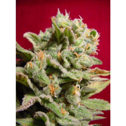 Dutch Dragon by Paradise Seeds, 3 semi - immagine 3