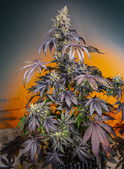 Red Gorilla XL Auto by Sweet Seeds, 3 semi +1 seme OMAGGIO