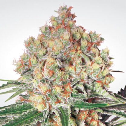 semi Auto Wappa by Paradise Seeds