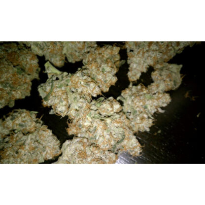semi Auto Wappa by Paradise Seeds - immagine 3