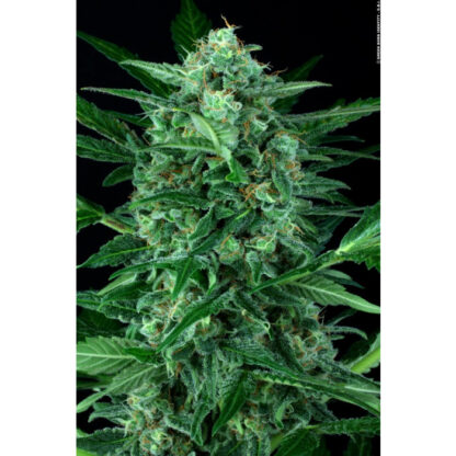 semi Auto Wappa by Paradise Seeds - immagine 2