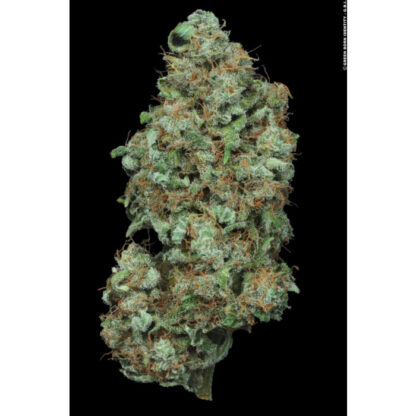 semi Auto Wappa by Paradise Seeds - immagine 4