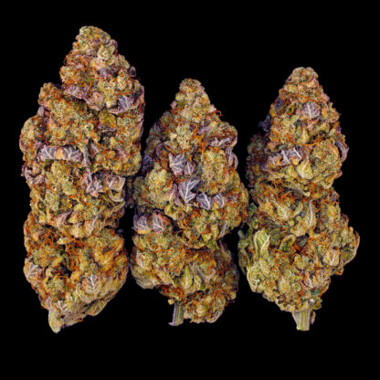 semi MIMOSA EVO™  barney's Farm - immagine 2