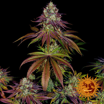 semi MIMOSA EVO™  barney's Farm - immagine 6