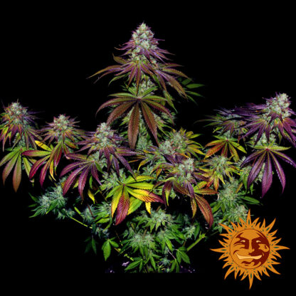 semi MIMOSA EVO™  barney's Farm - immagine 7