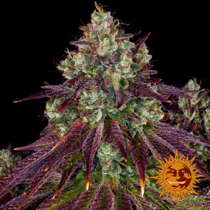 semi MIMOSA EVO™  barney's Farm - immagine 3