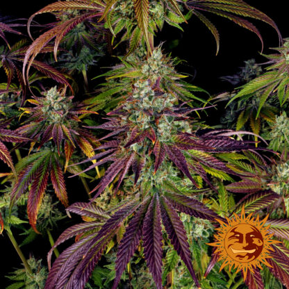 semi MIMOSA EVO™  barney's Farm - immagine 4