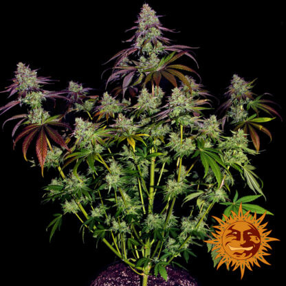 semi MIMOSA EVO™  barney's Farm - immagine 5