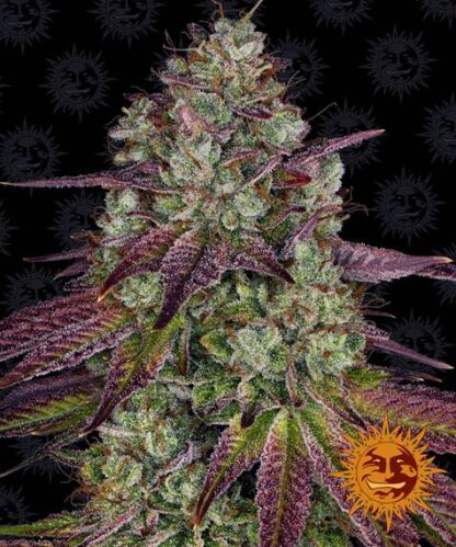 semi MIMOSA EVO™  barney's Farm
