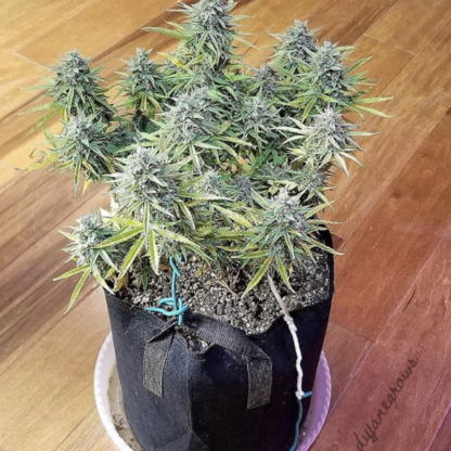 Original Amnesia Haze Auto by Fastbuds, 3 semi - immagine 3