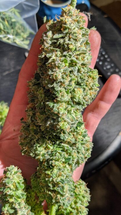 Original Auto Critical by Fastbuds, 3 semi - immagine 5