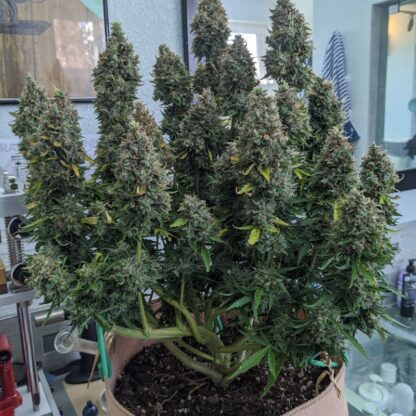 Original Auto Critical by Fastbuds, 3 semi - immagine 4