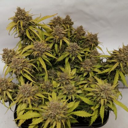 Original Amnesia Haze Auto by Fastbuds, 3 semi - immagine 2