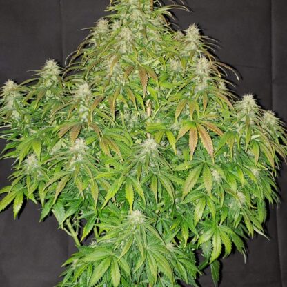 Original Auto Critical by Fastbuds, 3 semi - immagine 2