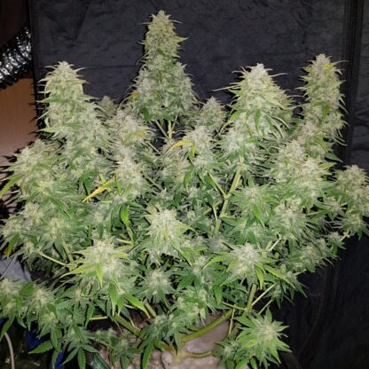 Original Amnesia Haze Auto by Fastbuds, 3 semi - immagine 5