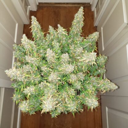 Original Auto Critical by Fastbuds, 3 semi - immagine 3
