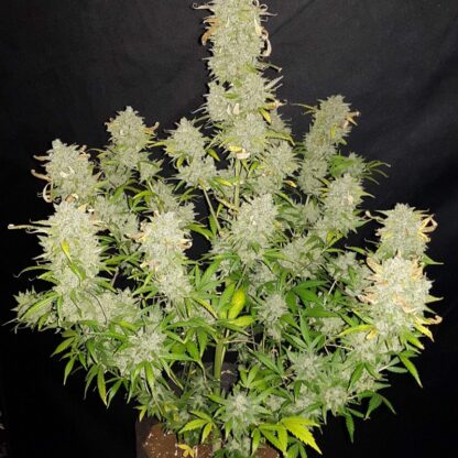 Original Amnesia Haze Auto by Fastbuds, 3 semi - immagine 4
