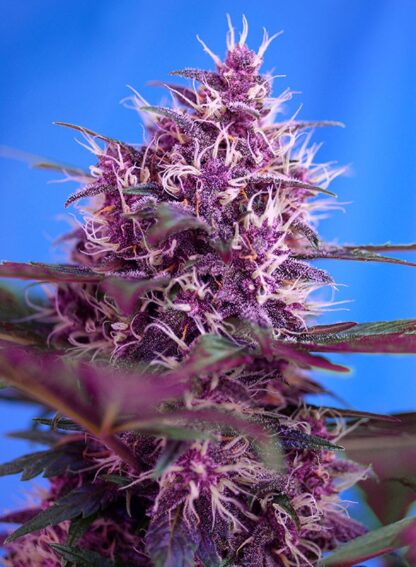 RED POISON AUTO® by Sweet Seeds, 1 seme - immagine 2