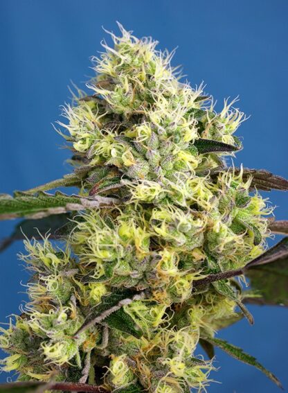 Sweet Gelato auto® by Sweet seeds, 3 semi + 1 SEME OMAGGIO - immagine 2