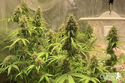 Northern Light Automatic, Royal Queen Seeds - immagine 3