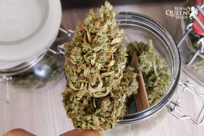Northern Light Automatic, Royal Queen Seeds - immagine 4