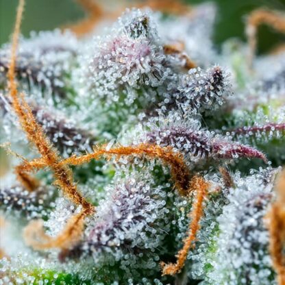Northern Light Automatic, Royal Queen Seeds - immagine 2