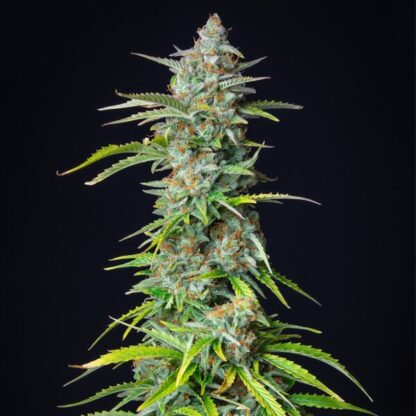 Northern Light Automatic, Royal Queen Seeds
