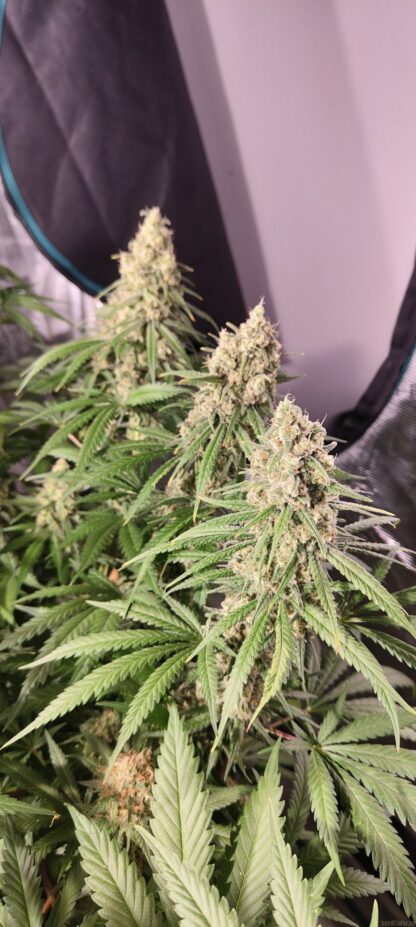 Banana Frosting, Sensi Seeds - 5 semi - immagine 2