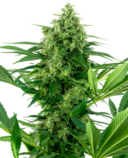 Banana Frosting, Sensi Seeds - 5 semi