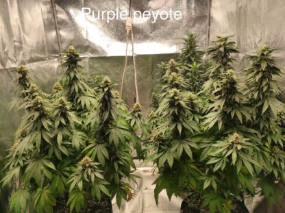 Semi di Purple Peyote femminizzati - immagine 2