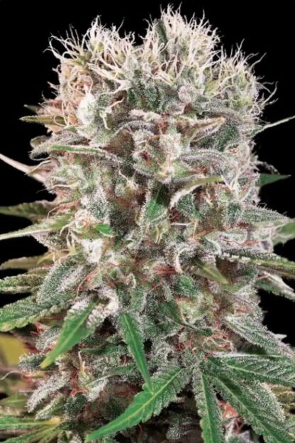 Wappa, Paradise Seeds