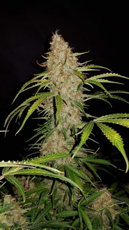 Jack Herer Auto by Fast Buds, 3 semi - immagine 3