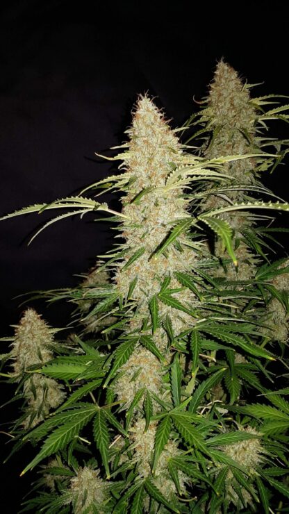 Jack Herer Auto by Fast Buds, 3 semi - immagine 2
