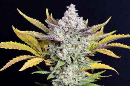Gorilla Cookies Auto by Fastbuds, 3 semi - immagine 2