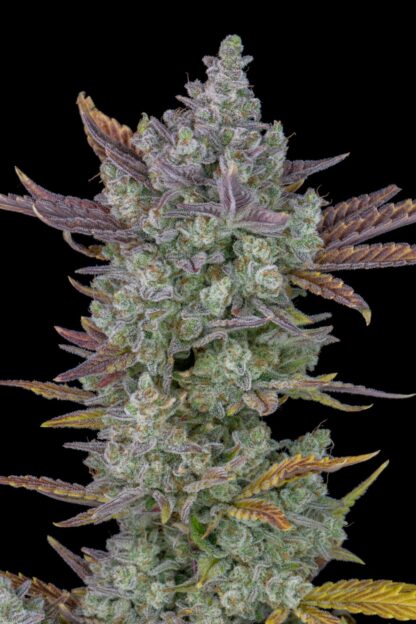 Gorilla Cookies Auto by Fastbuds, 3 semi - immagine 5