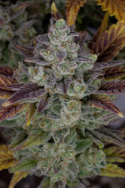 Gorilla Cookies Auto by Fastbuds, 3 semi - immagine 4
